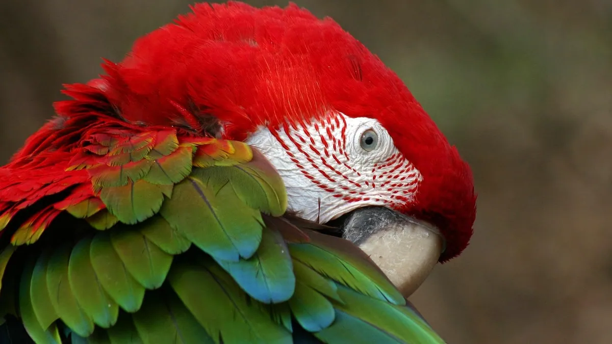 Why Is My Parrot Itching So Much? Causes and Relief