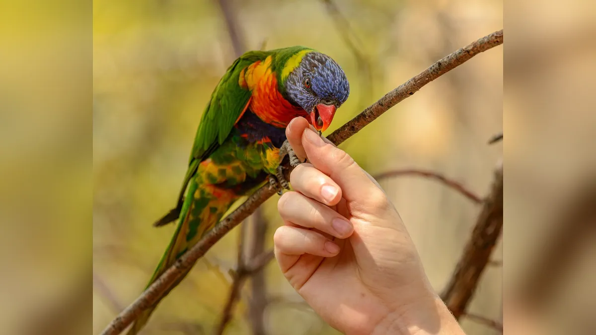 Why Is My Parrot Nibbling Me or Regurgitating on Me?