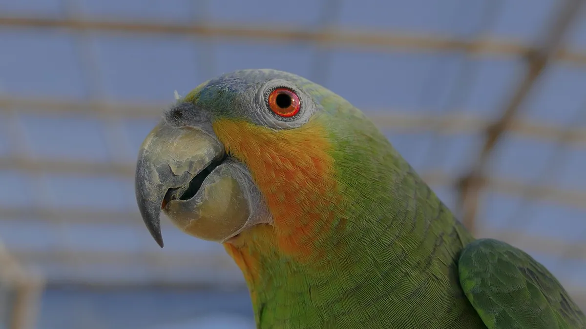 Why Is My Parrot Opening and Closing His Mouth? Causes