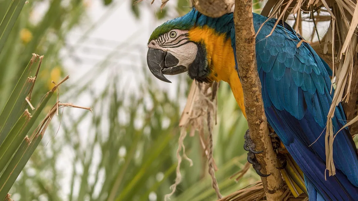 Why Is My Parrot Regurgitating? Normal or a Warning Sign