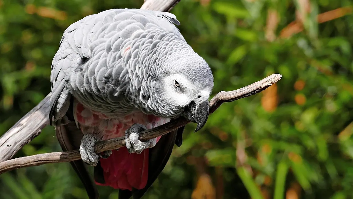 Why Is My Parrot Throwing Up? Regurgitation vs Vomiting