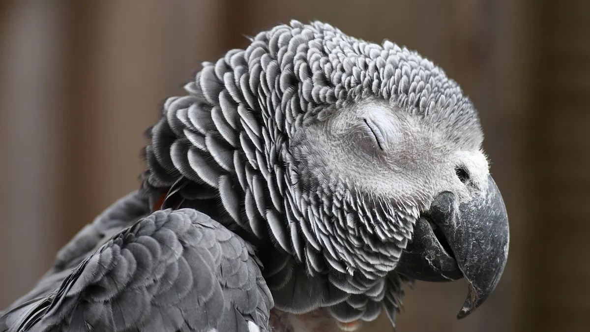 My Parrot Is Vomiting or Sick: What to Do Right Now