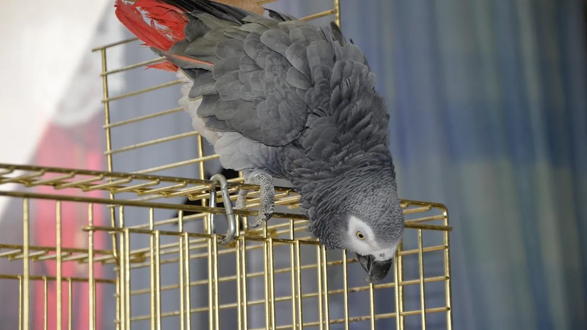 Why Is My Parrot's Poop Watery? What Droppings Tell You