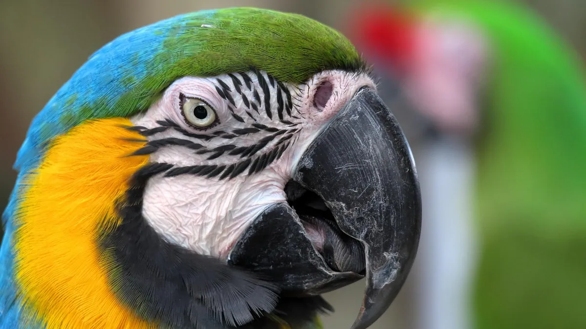 Why Is My Parrot Making Weird Noises? What They Mean