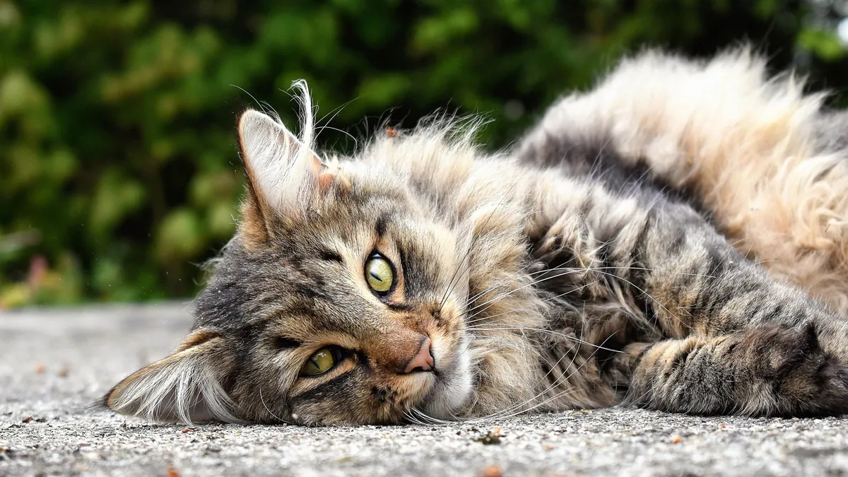 Is Parvo in Cats Contagious to Other Cats?