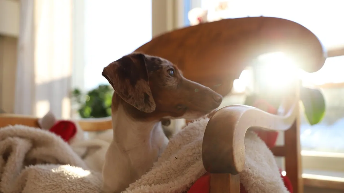 Is Patchouli Incense Toxic to Dogs? Smoke and Oil Risk