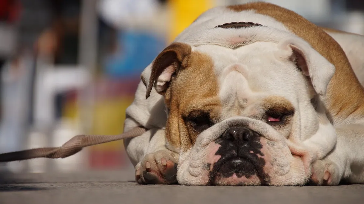 Paw Burns in Dogs: Signs, First Aid, and When to See a Vet