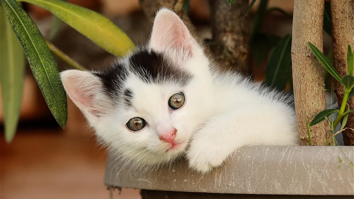 Are Peace Lilies Toxic to Cats?