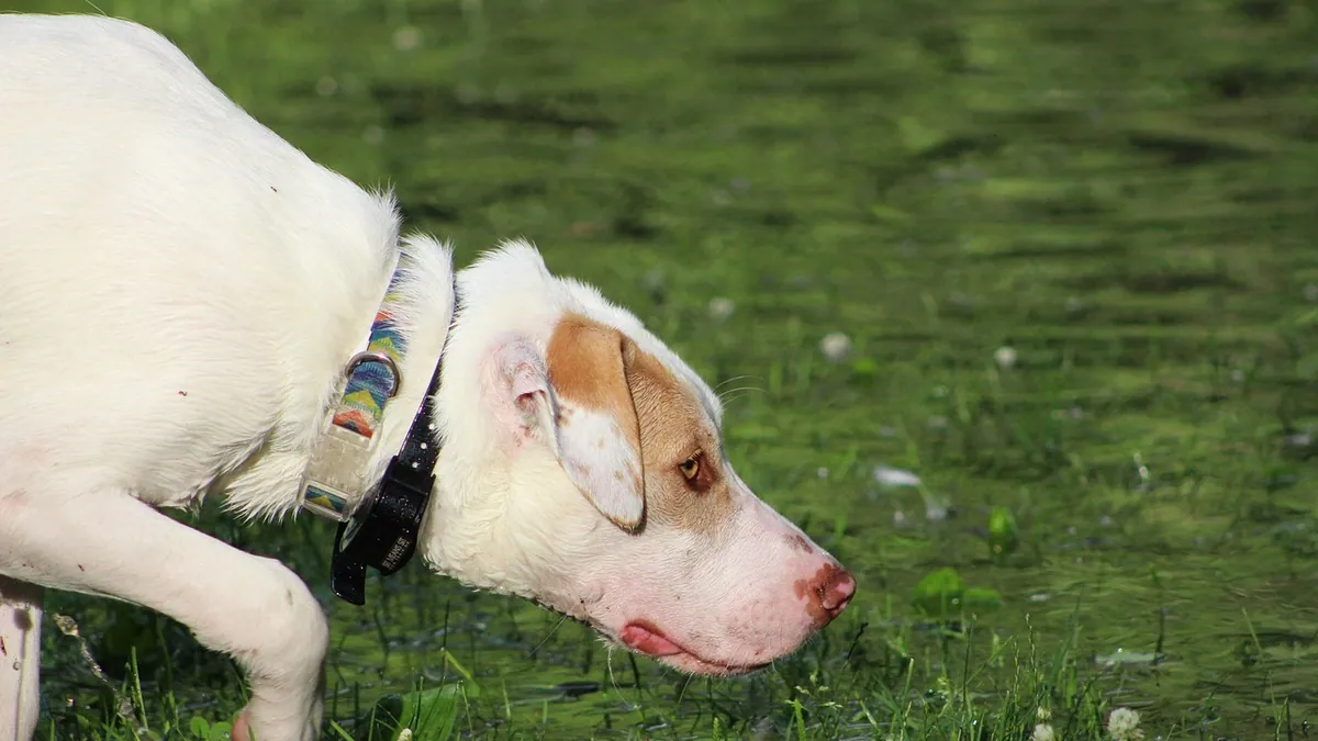 Is Peace Lily Toxic to Dogs? Leaves, Pollen, and Air