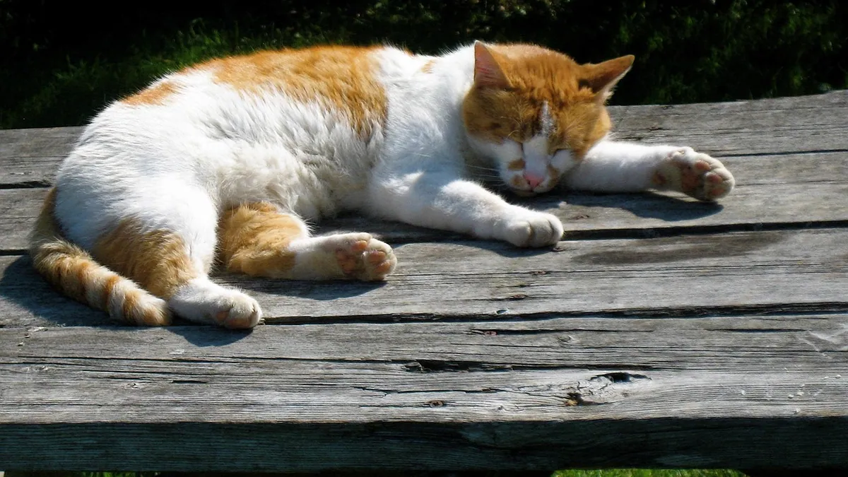 Are Peach Pits Toxic to Cats?