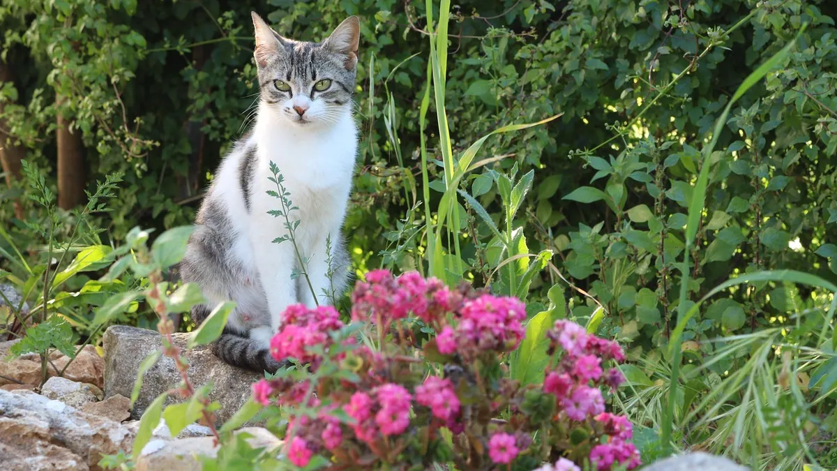 Is Pelargonium Toxic to Cats? Geranium Poisoning Signs