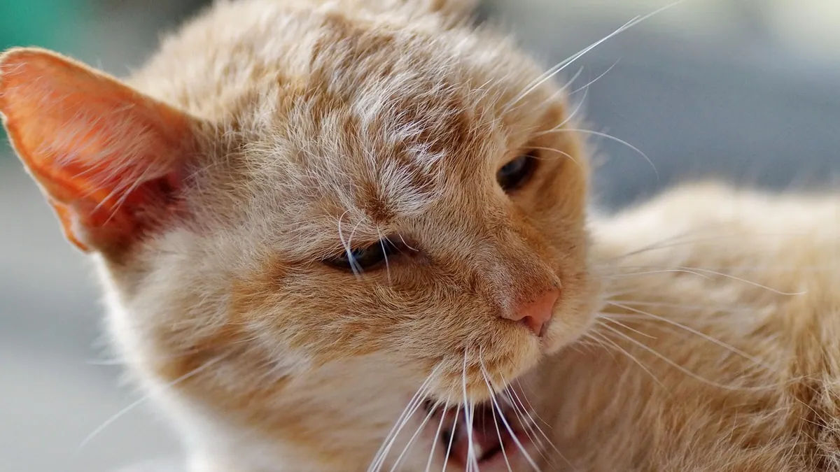 Pemphigus and Eosinophilic Folliculitis in Cats