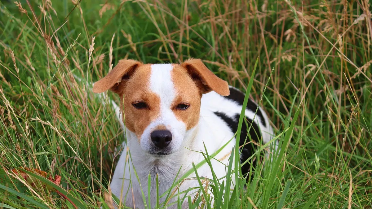 Is Pencil Cactus Toxic to Dogs? Euphorbia Sap Danger