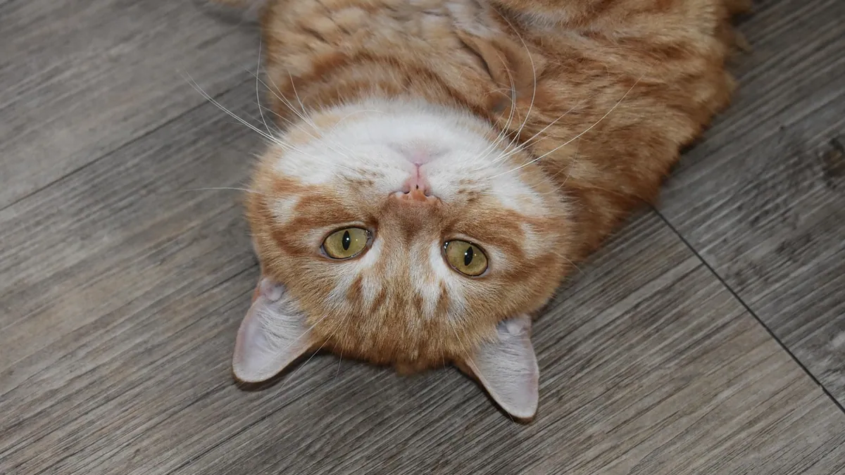 Are Pennies Toxic to Cats? Zinc Poisoning Risk