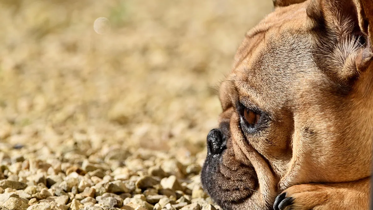 Are Pennies Toxic to Dogs?