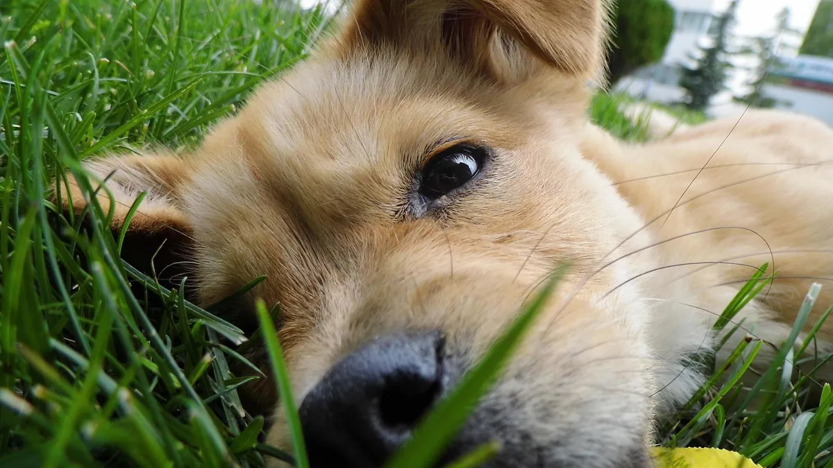 Is Pennington Grass Seed Toxic to Dogs? Coating Risks