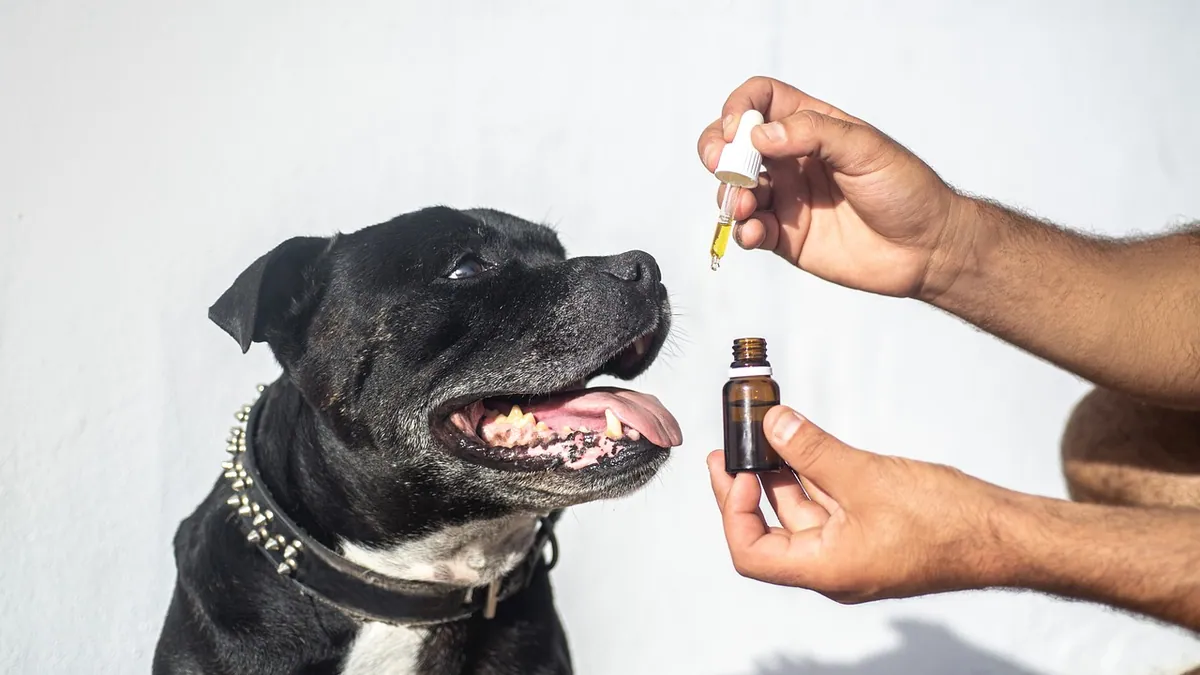 Is Pennyroyal Toxic to Dogs? Essential Oil Danger