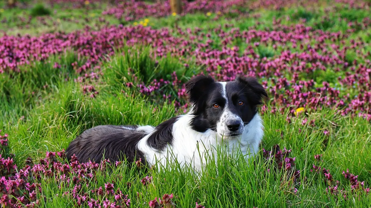 Are Peonies Poisonous to Dogs?