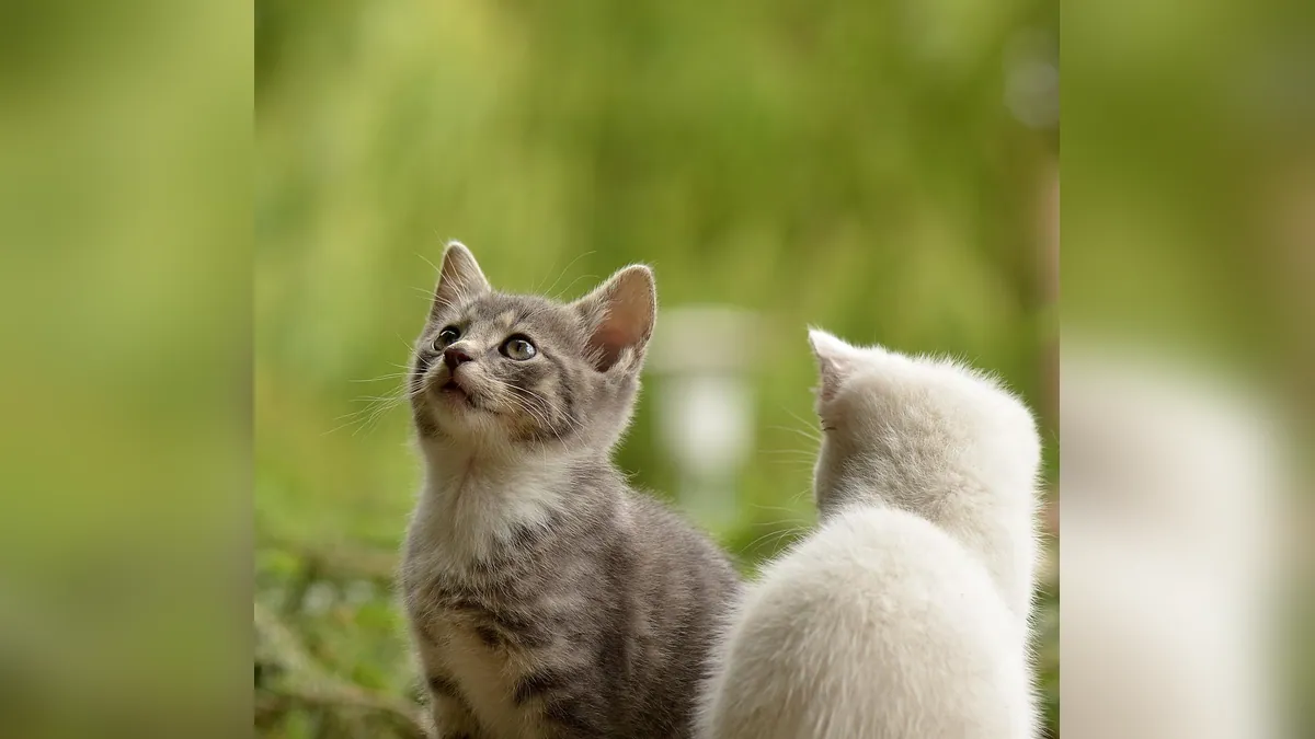 Pepcid for Cats With Kidney Disease or IBD