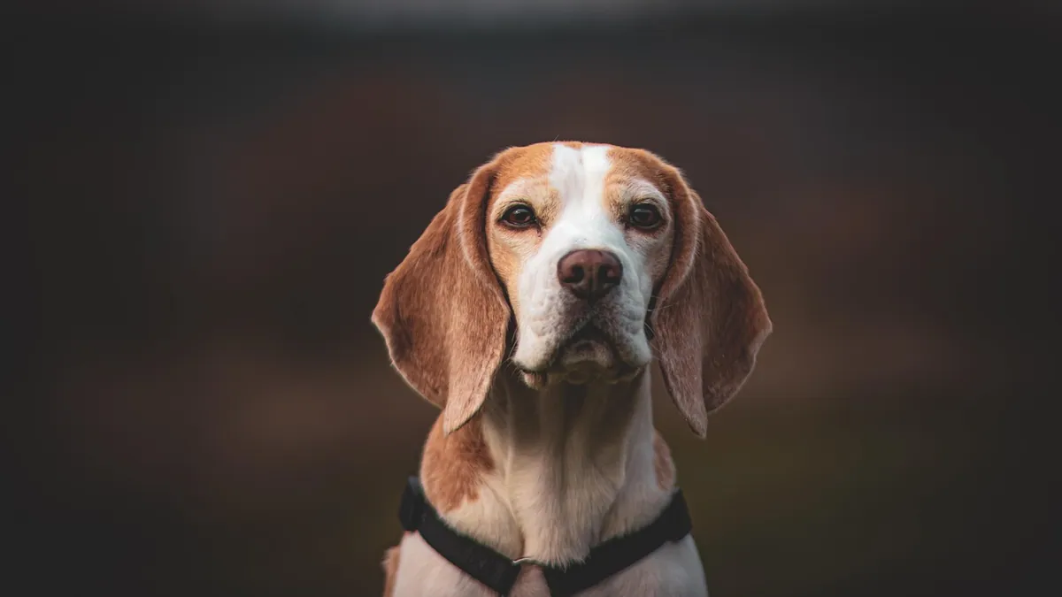 Pepcid for Dogs With Kidney Disease or Pancreatitis