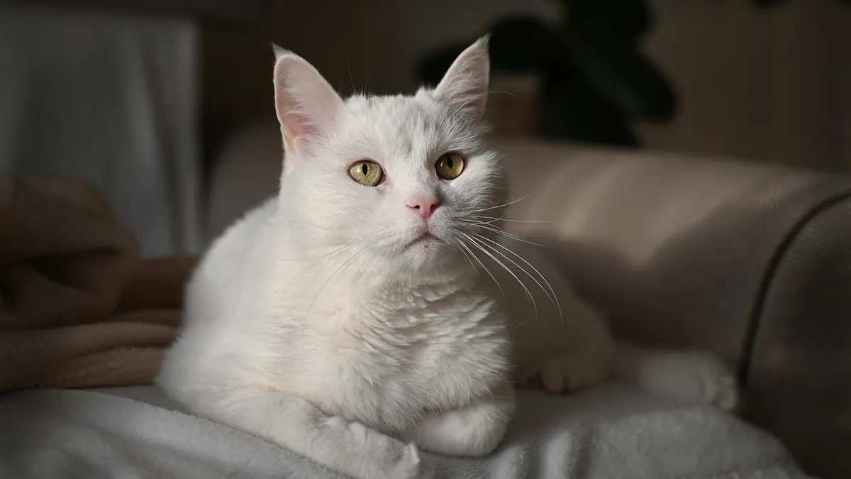 Pepcid for Cats Dosage: Famotidine