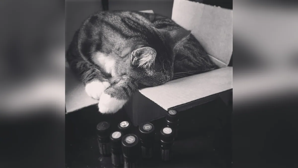 Is Peppermint Oil Toxic to Cats? Diffuser and Smell Risks