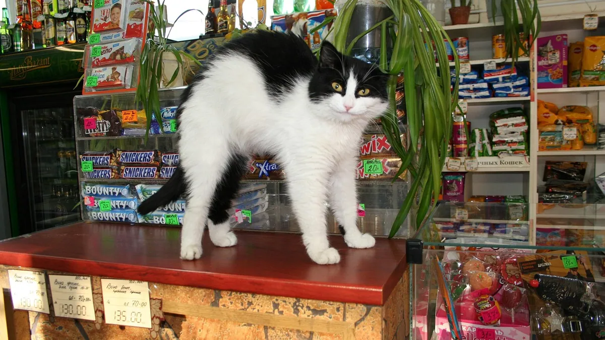 Pepto Bismol for Cats Dosage: Is It Safe ?
