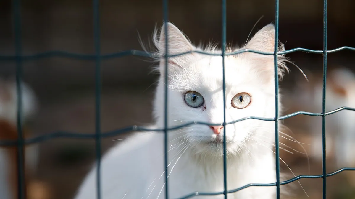 Perianal Fistula in Cats: Treatment and Outlook