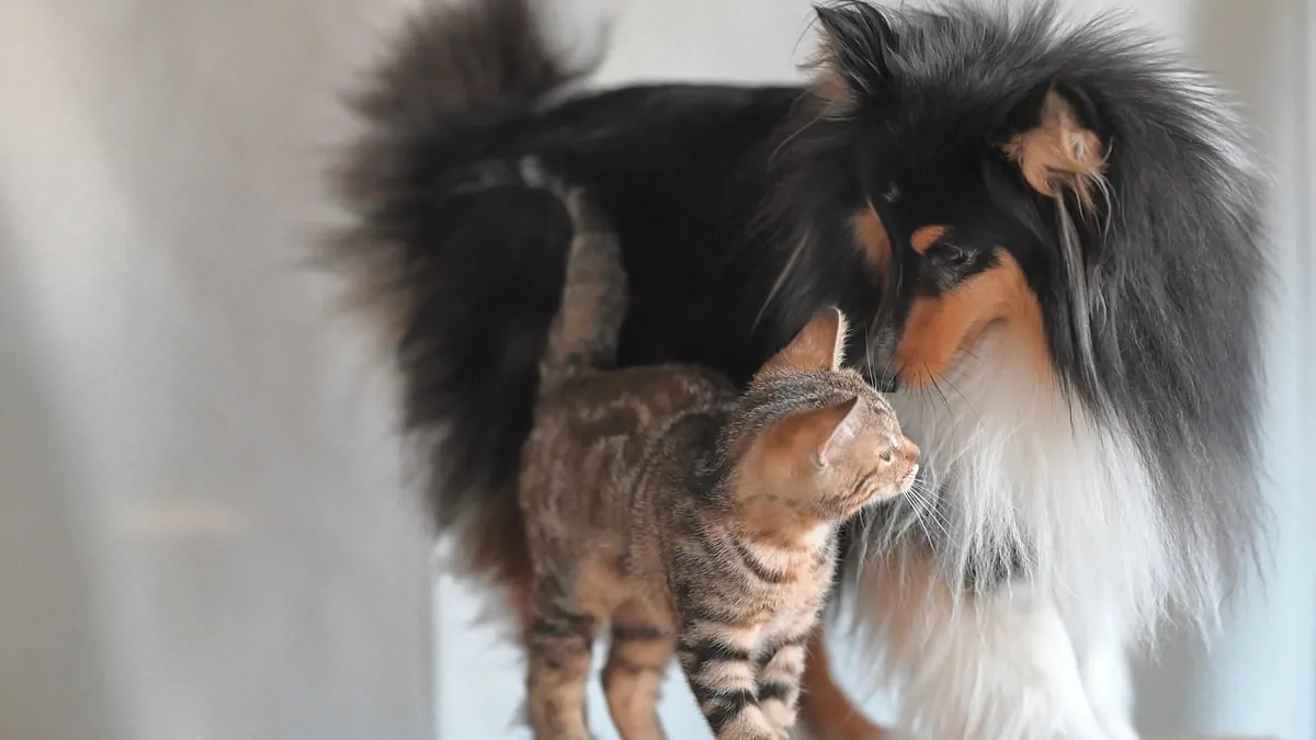 Why Is Permethrin Toxic to Cats but Not Dogs?