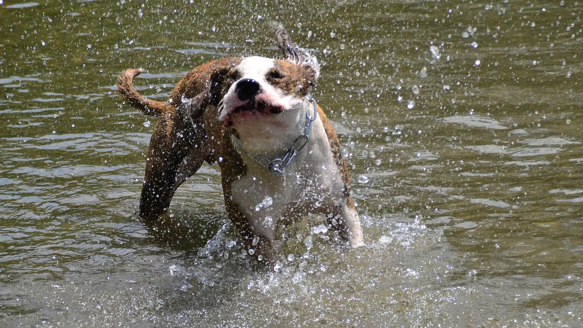 Is Permethrin Toxic to Dogs? Spot-On and Spray Safety