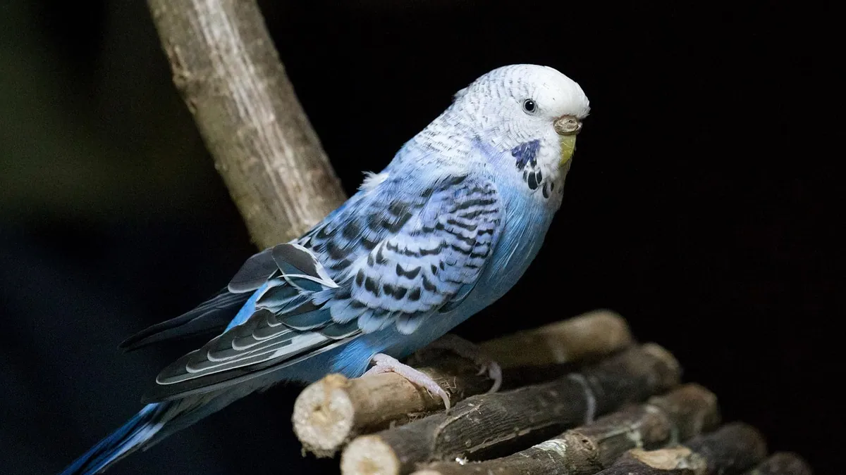 My Budgie or Cockatiel Flew Away: Will It Survive?