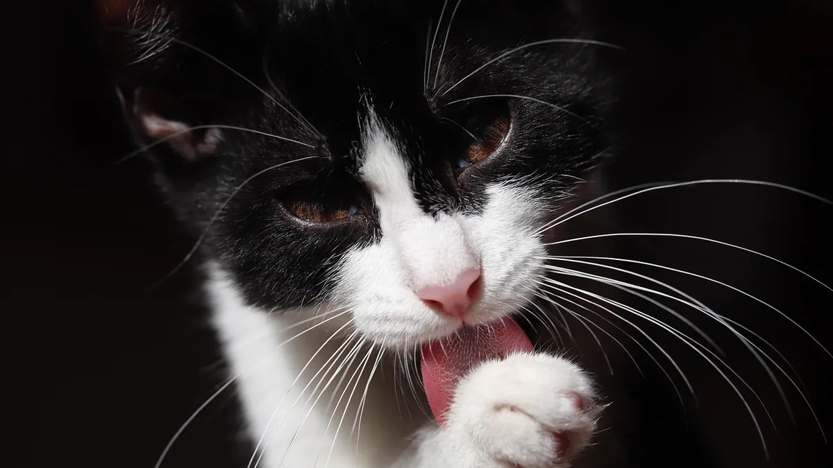 Can You Give a Cat Petroleum Jelly for Hairballs?