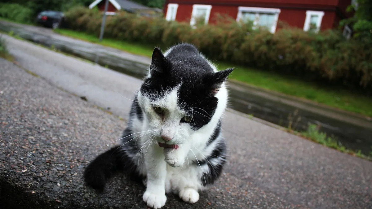 Is Petroleum Jelly Safe for Cats to Lick?