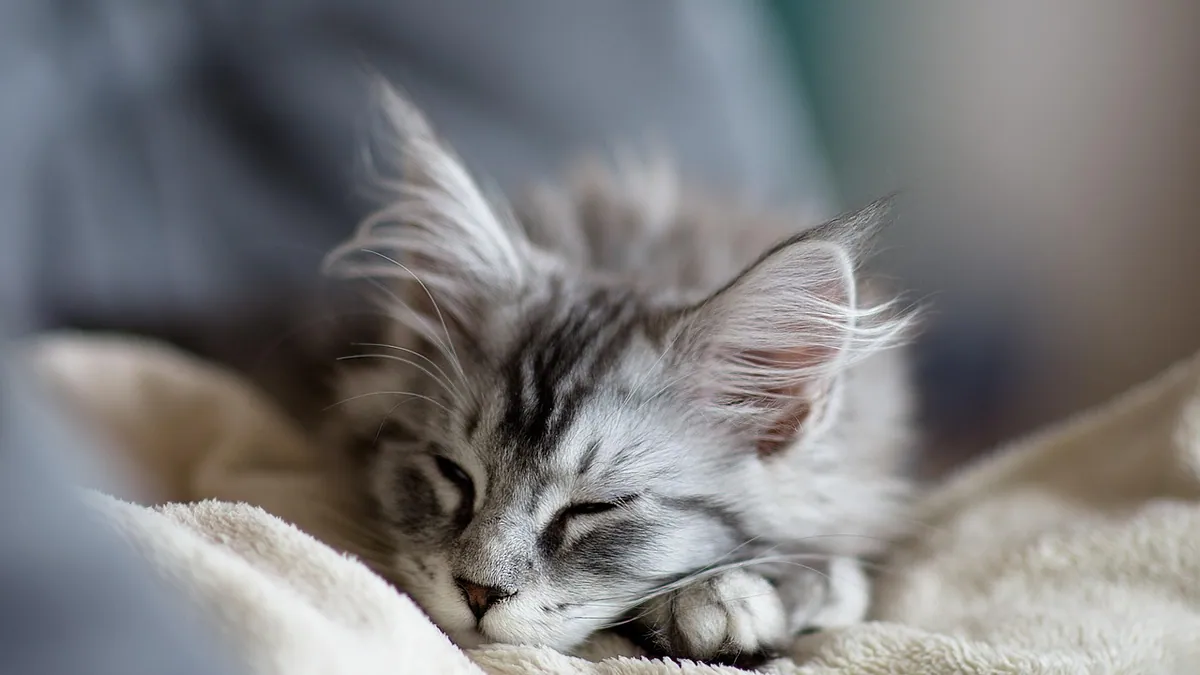 Phenobarbital for Cats: How Long Until It Works