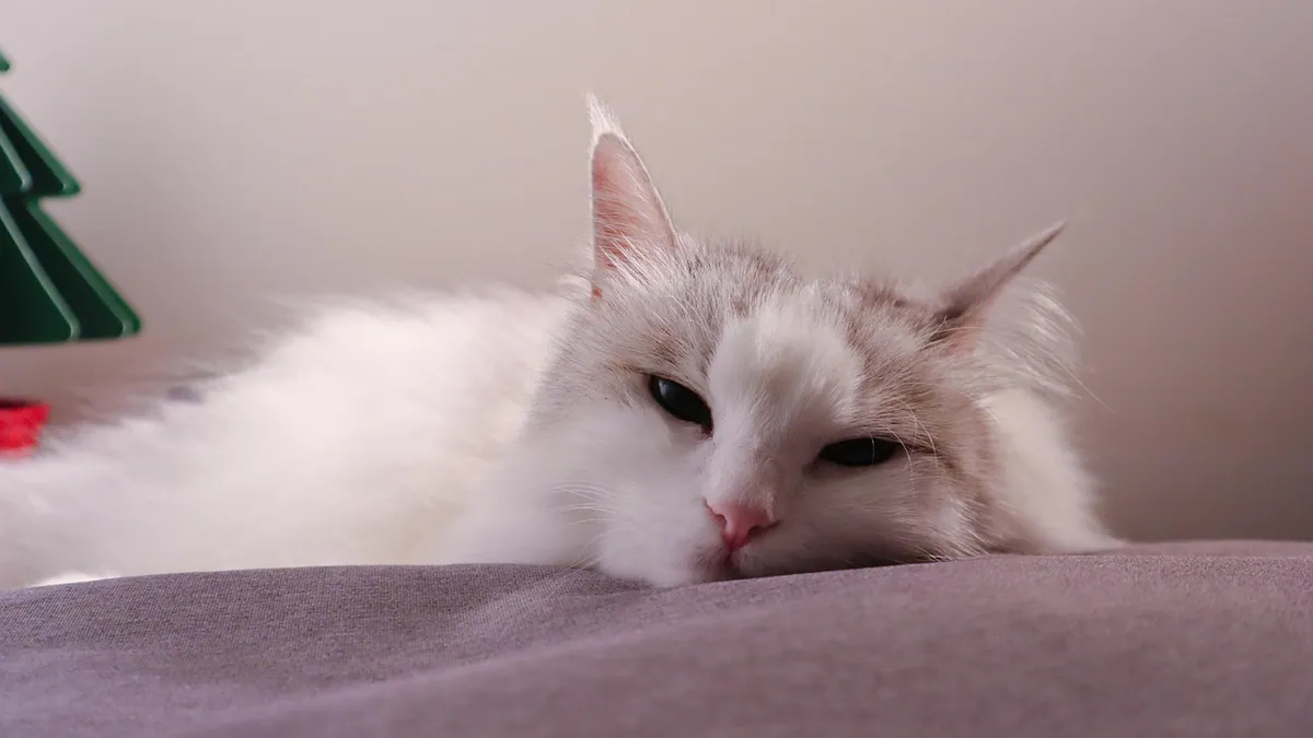 Phenobarbital Side Effects in Cats and Monitoring