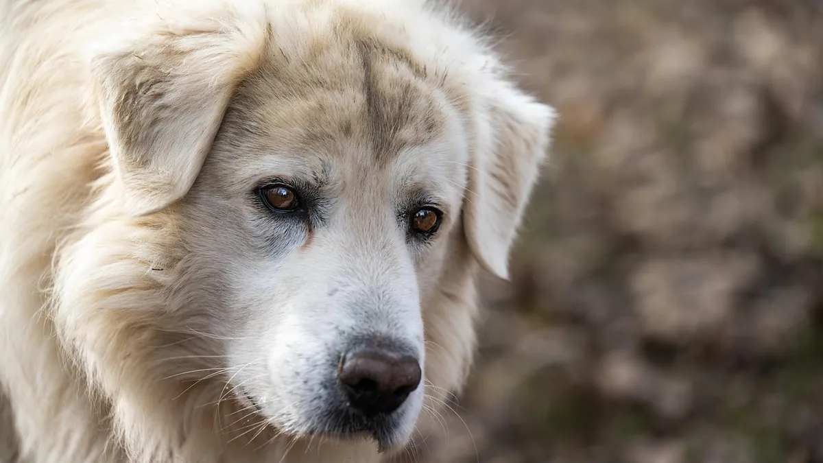 Phenobarbital for Dogs: Side Effects and Overdose Signs