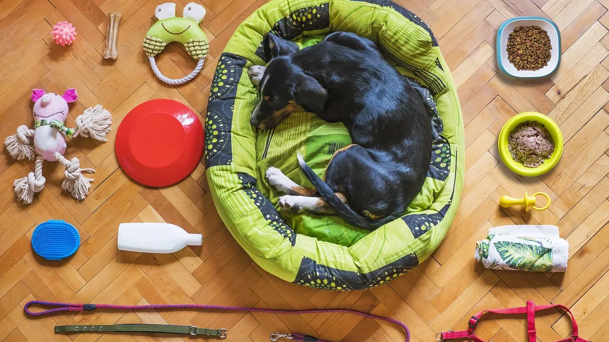 Phenobarbital for Dogs: With or Without Food?