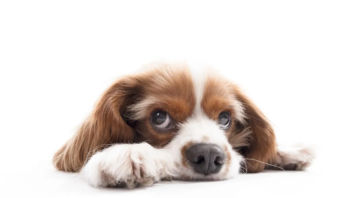 Phenobarbital vs Keppra for Dogs: Which Seizure Drug?
