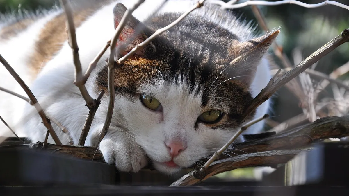 Is Philodendron Birkin Toxic to Cats? Oxalate Risks