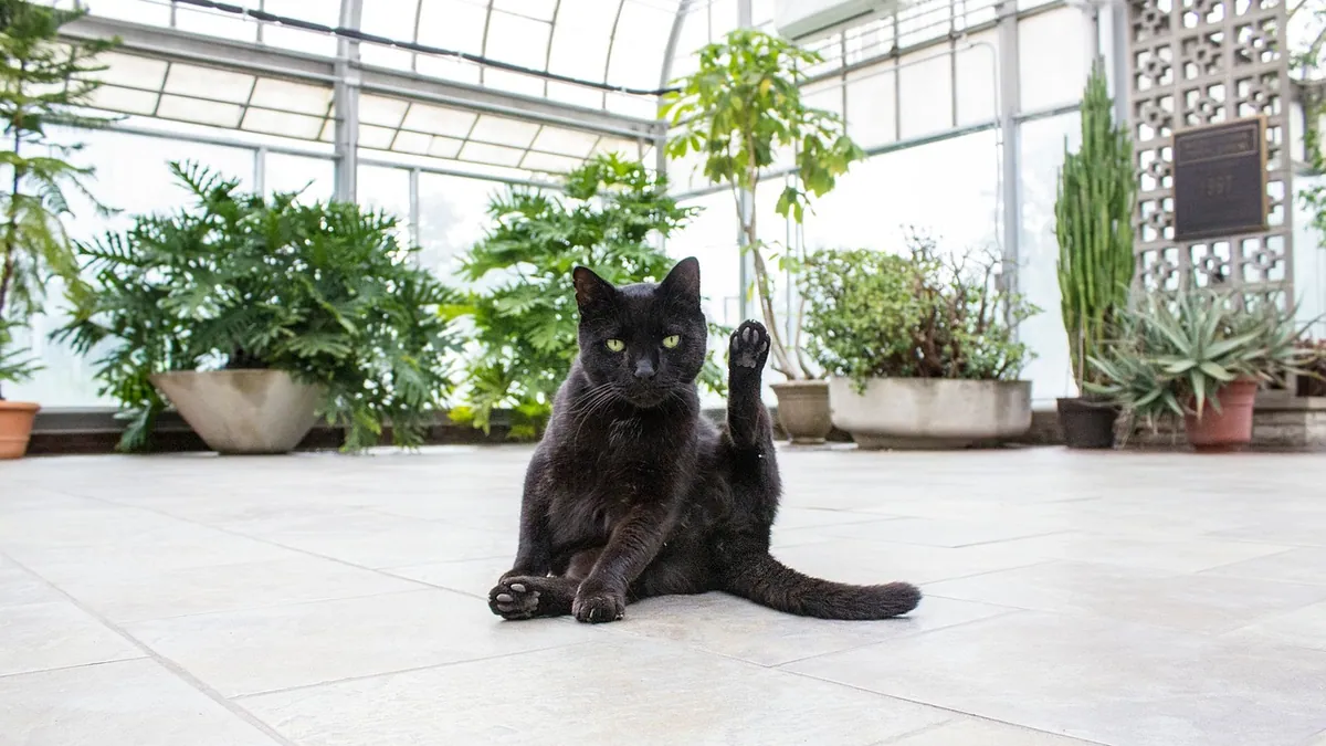 Are Philodendron and Monstera Toxic to Cats? Full List