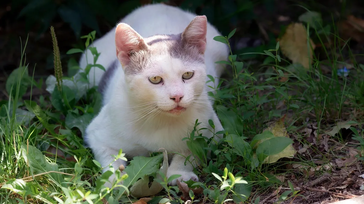 Is Philodendron Toxic to Cats? Varieties and Risks