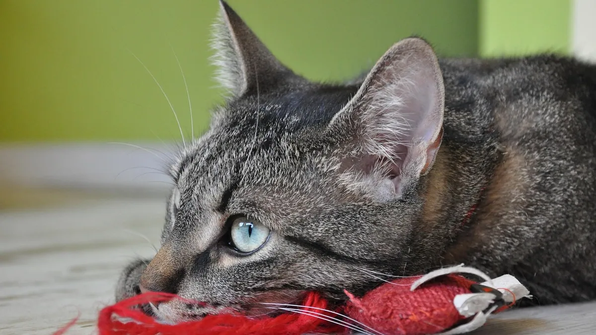 Pica in Cats: Causes, Symptoms and How to Treat It
