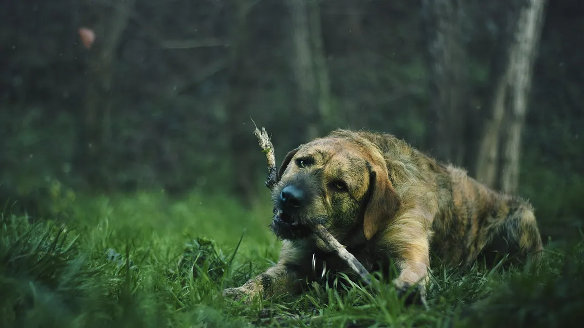 Pica in Dogs and Cats: Why Pets Eat Non-Food Items