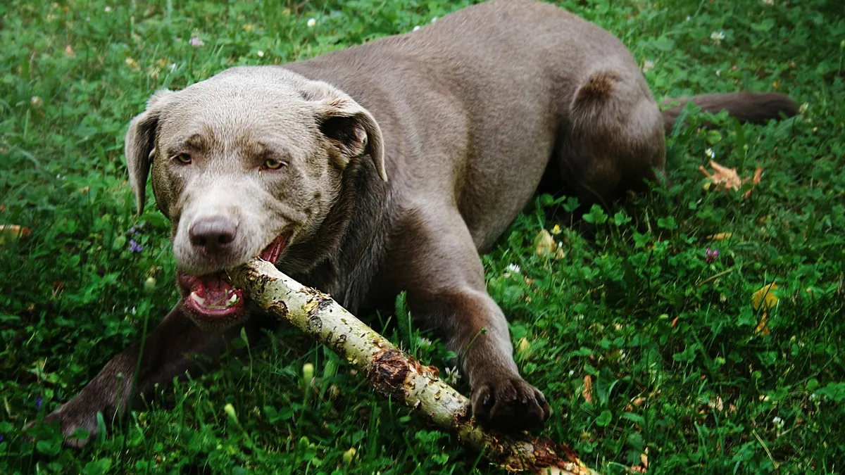 Pica in Dogs: Causes, Symptoms, and Treatment