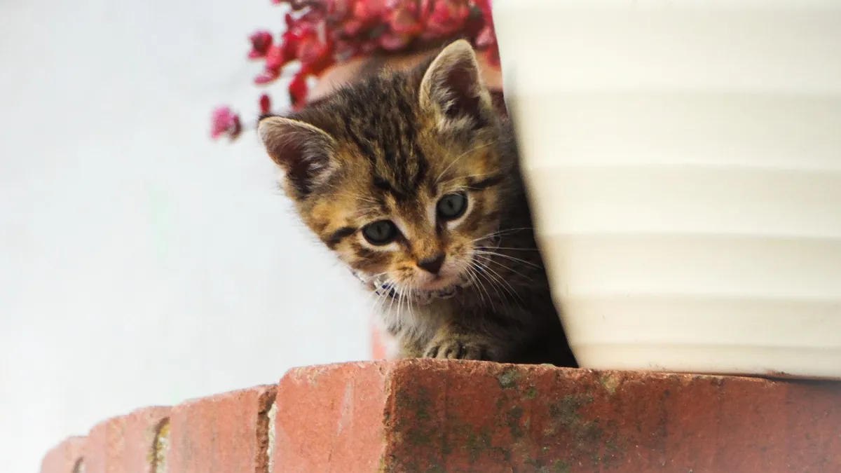 Is Pilea Cadierei Toxic to Cats? Vet Safety Facts