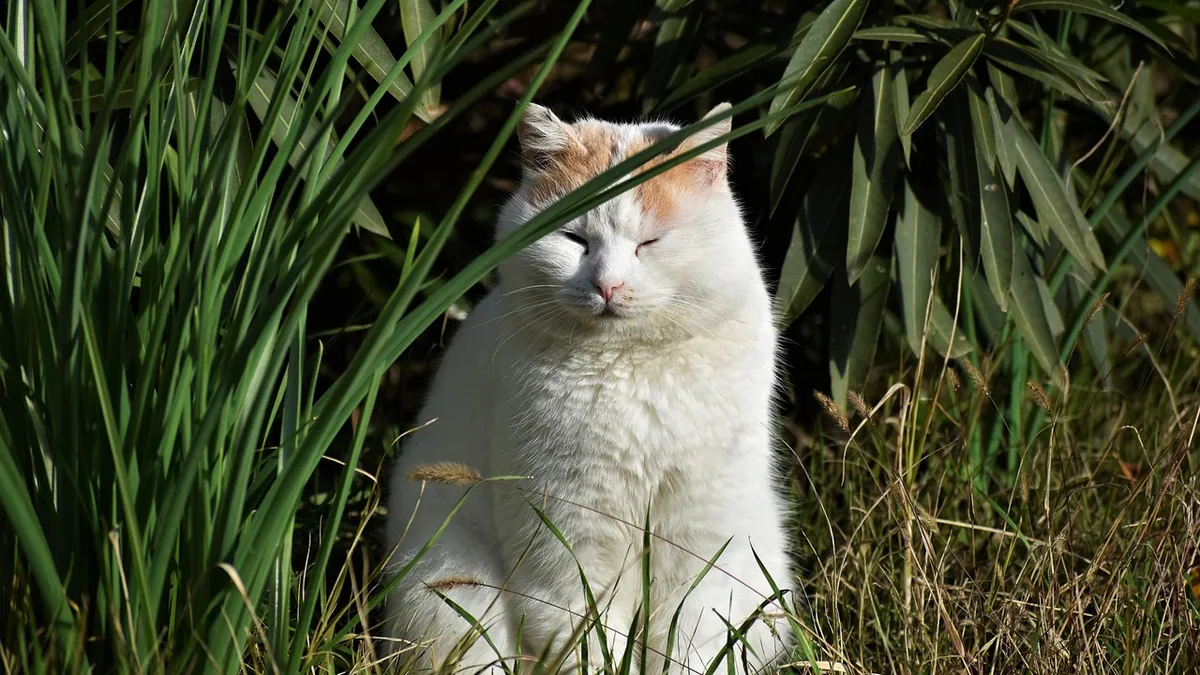 Are Pilea Glauca and Microphylla Toxic to Cats?