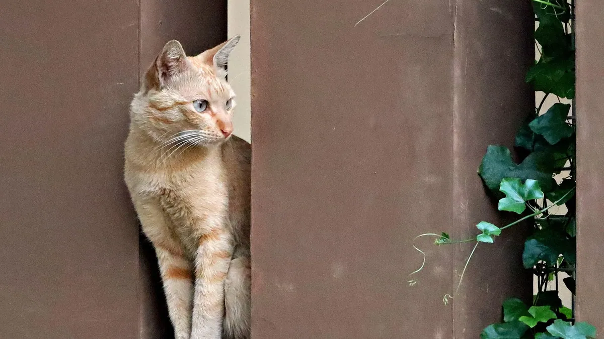 Is Pilea Involucrata Toxic to Cats? What to Know