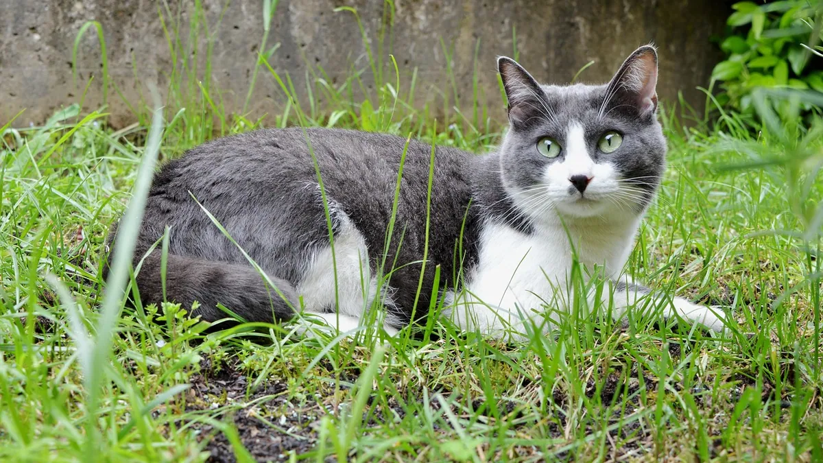 Are Pilea Mollis, Mojito and Aluminum Plants Toxic to Cats?
