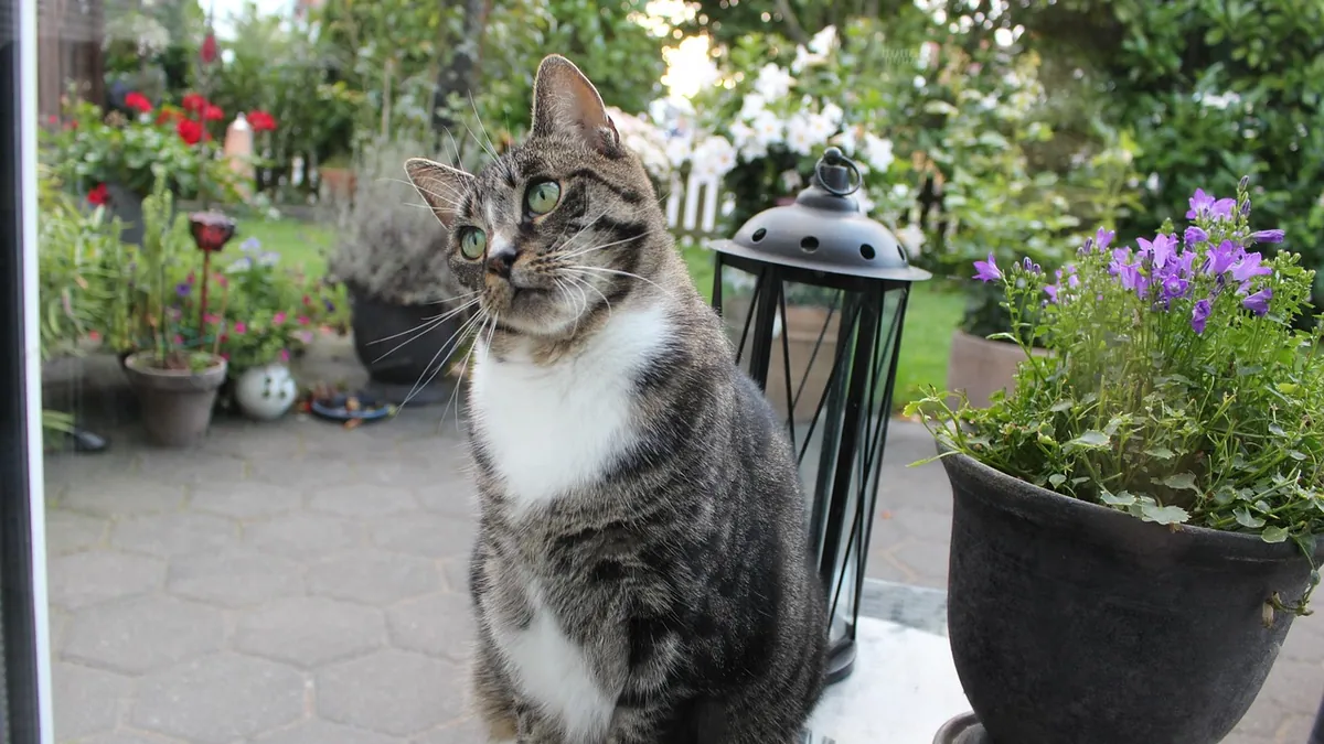 Is Pilea Peperomioides Toxic to Cats? Pancake Plant Safety