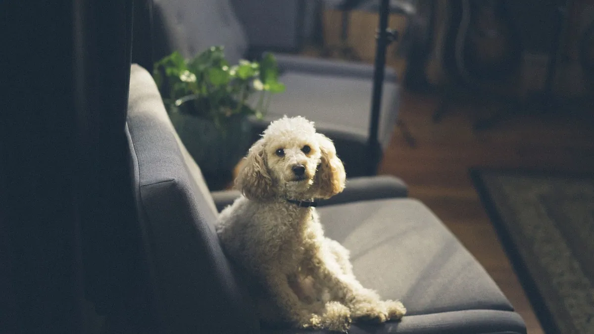 Is Pilea Toxic to Dogs? Chinese Money Plant Safety